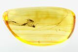 Three Fossil Fungus Gnats and a Parasitoid Wasp In Baltic Amber #278813-1